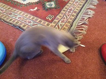 I need to rehome my kitten :-(