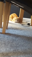 Tips on helping cats settle in new home