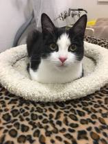 Choosing between two cats to adopt