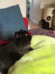 Does your cat have a cat bed?