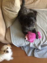 Show me your dogs while I'm waiting for mine!