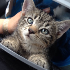 KITTENS!!!