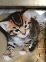 To think this kitten is BROWN!?