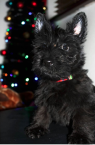Anyone got a Scottish Terrier?  Can you tell me about them please :)