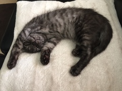 To think this kitten is BROWN!?