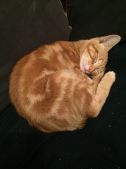 I need to rehome my kitten :-(