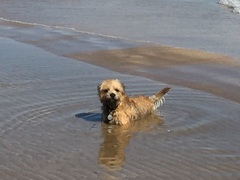 Show me your dogs while I'm waiting for mine!