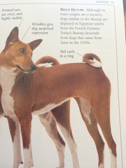 Help for a potential dog owner