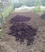 Allotment/Veg Patch - Thread 7 - The Harvesters Arms