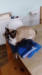 Does your cat have a cat bed?