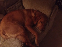 Show me your dogs while I'm waiting for mine!