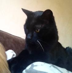 Would your cat kill you if they had a chance? (Lighthearted!)