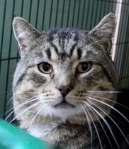 Choosing between two cats to adopt