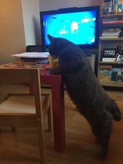 Cat photo thread!