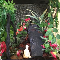 Crested gecko advice for an interested gecko keeper!