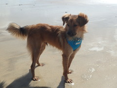 One word which describes your rescue dog ?