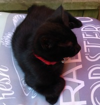 To think this kitten is BROWN!?