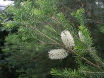 Name that tree (!)