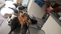 Cat photo thread!