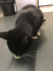 I need to rehome my kitten :-(