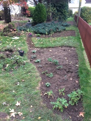 Turning back garden into veg patch