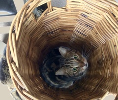 Cat photo thread!