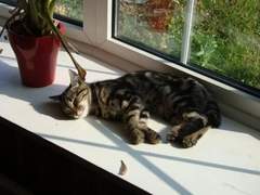 To think this kitten is BROWN!?