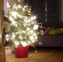 Real or fake tree this Christmas?