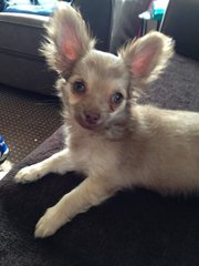 Chihuahua cross pug?