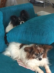 Show me your dogs while I'm waiting for mine!