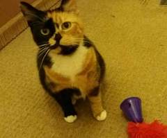 Cat photo thread!
