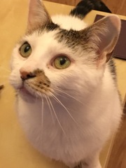 Cat photo thread!