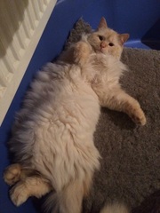 Cat photo thread!