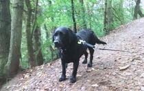 Show me your dogs while I'm waiting for mine!