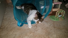 Cat photo thread!