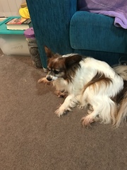 Show me your dogs while I'm waiting for mine!