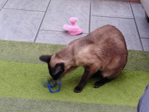 My cat's new best friend/toy