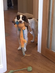 Show me your dogs while I'm waiting for mine!