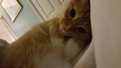 To think this kitten is BROWN!?