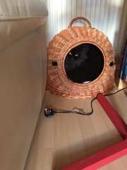 Would your cat kill you if they had a chance? (Lighthearted!)