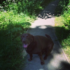 Show me your dogs while I'm waiting for mine!