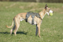 Which harness/restraint for Houdini Whippet?