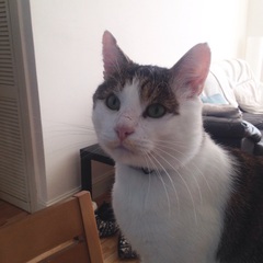 Cat photo thread!