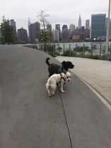 Show me your dogs while I'm waiting for mine!