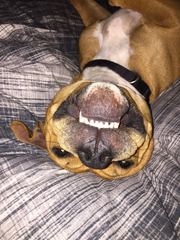 Show me your dogs while I'm waiting for mine!