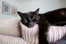 National Black Cat Day