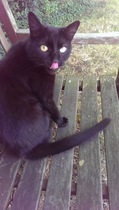 National Black Cat Day