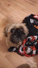 Show me your dogs while I'm waiting for mine!