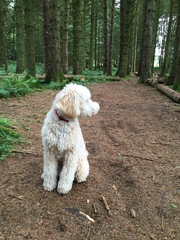 Labradoodle
