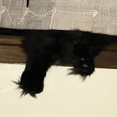 National Black Cat Day